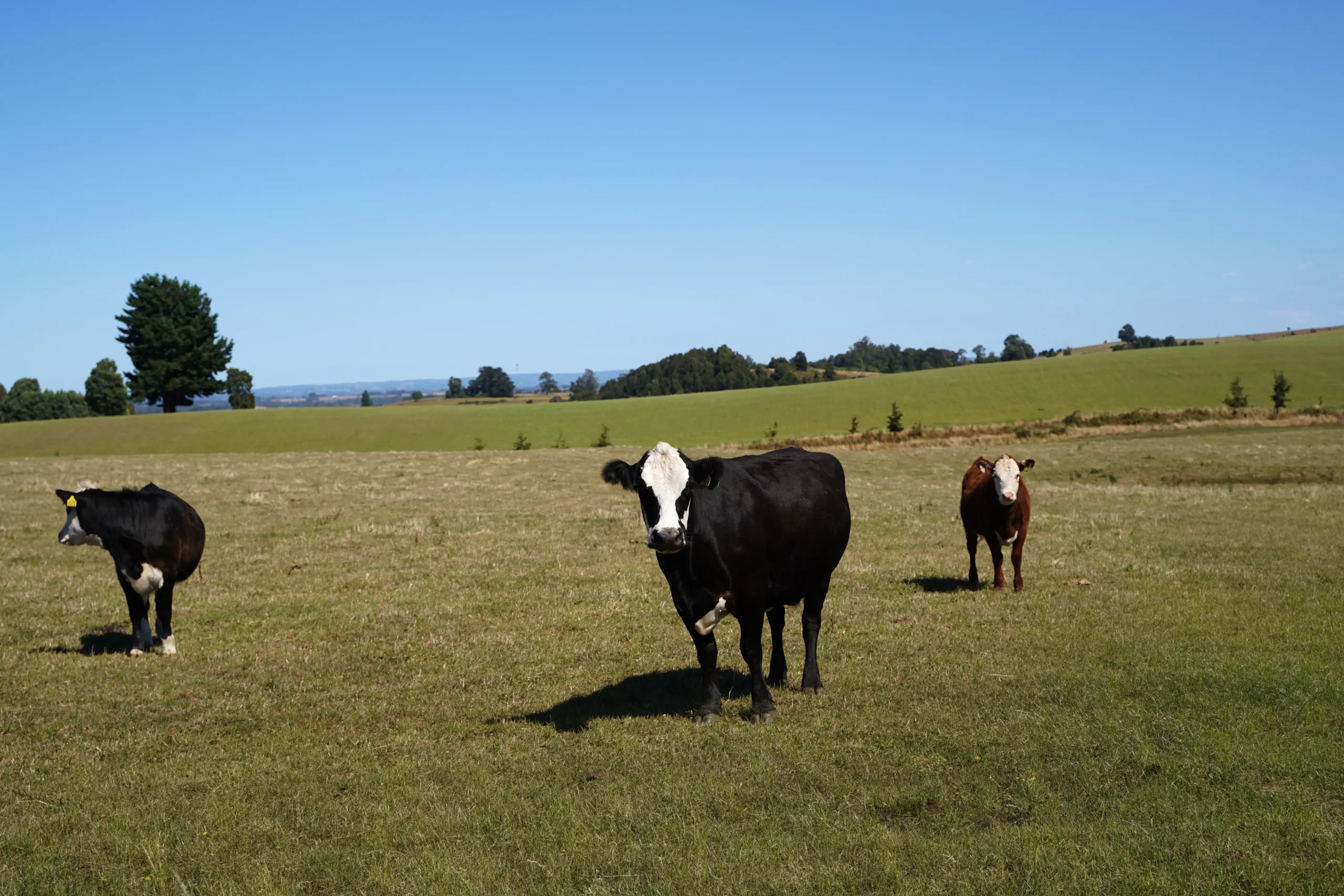 Brisas de Loncotoro