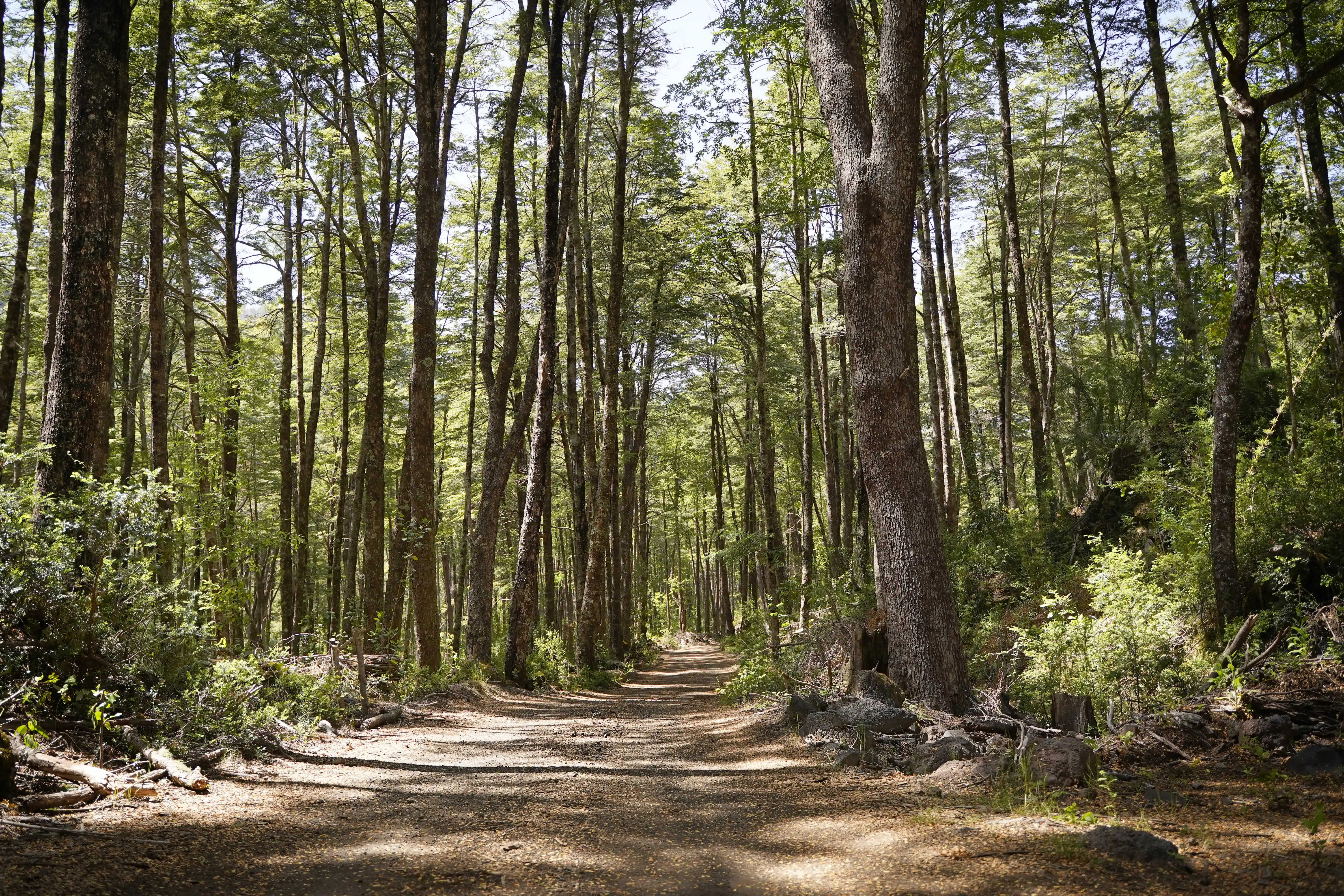 Camino de Servidumbre en Bosque de Proyecto Rinconada de Pucón